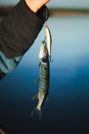 View of a pike fishing trip on the Norfolk Broads. A fisherman holds a large pike while surrounded by water and greenery.