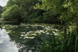 Image of a tranquil lake at Taverham Mill Fishery, with lush greenery and a fishing boat in the background.