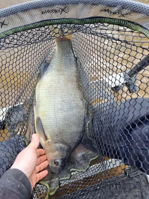 broome pits fishery is home to some fantastic bream. They love a cage feeder and a single red maggot. Cast your line and see what you think