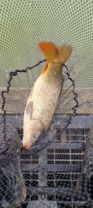 A carp caught from Martham pits B. Caught on a 6mm pellet