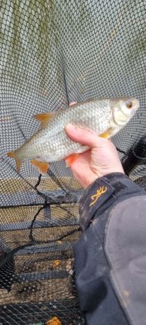 Taswood Lakes osprey holds come fabulous roach as well as other mixed course species like tench and bream