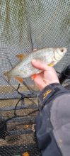 Taswood Lakes osprey holds come fabulous roach as well as other mixed course species like tench and bream