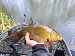 taswood lakes lapwing holds some lovely tench. A fish admired by many anglers in the rural village of flordon near norwich