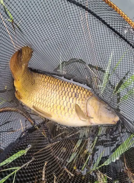 Common carp caught fishing on the surface with floating bread. A good fight and ended up in the net