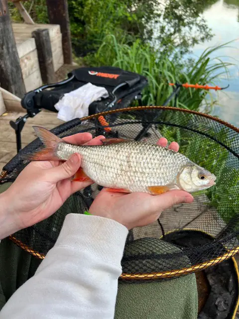 Roach caught on double red maggot and Woodlakes