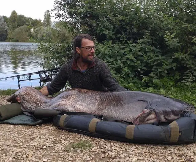 This giant catfish is one of many giant freshwater fish found in the UK