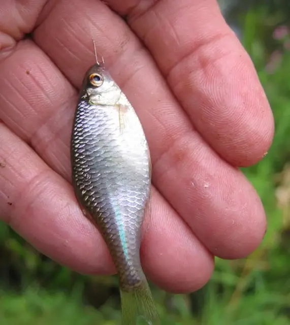 Bittering is an non native species of freshwater fish found in the UK