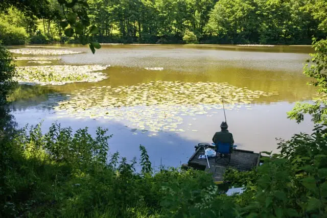 Man fishing for freshwater fish species in the UK.