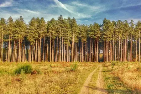 Thetford forest is some of the most visited woodland in norfolk. Thetford forest is one of the best things to do in Norfolk