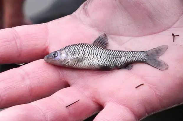 topmouth gudgeon although small, is highly invasive and causing issues with fish stock level across the country