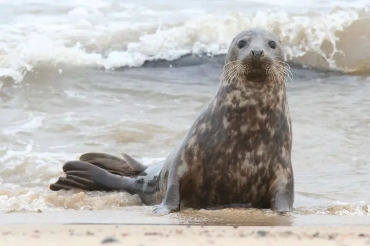 Grey seals are rare on most beaches but in Norfolk, they can be found across the East Coast. Seals in Norfolk are beautiful 