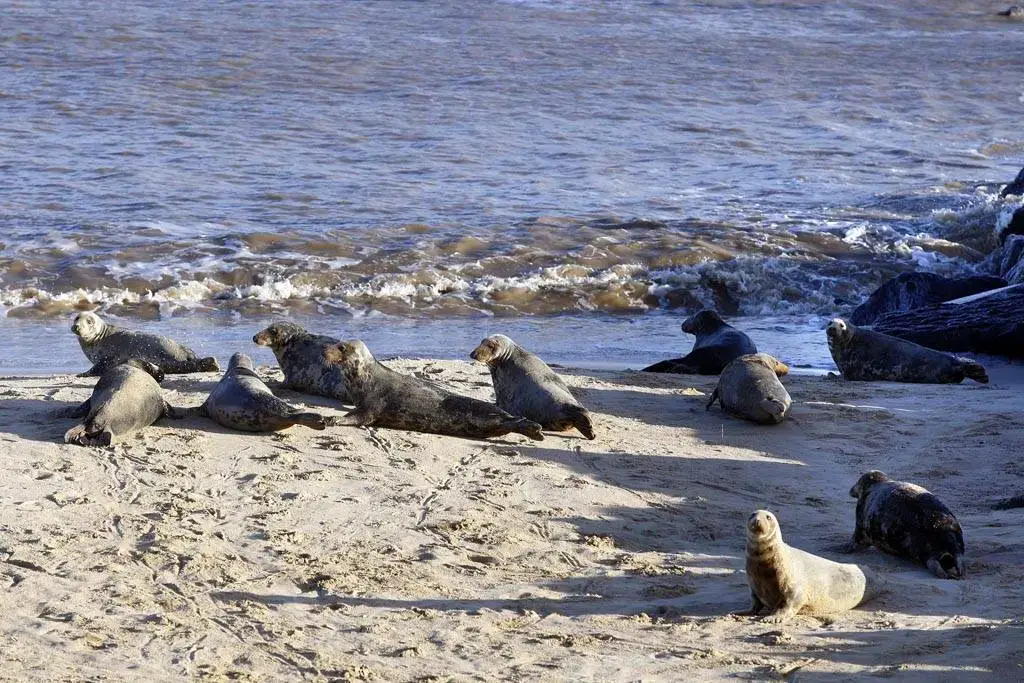 Horsey Gap is one of the best places in the country to see seals. Visiting seals in Norfolk wouldn't be complete without a trip to horsey