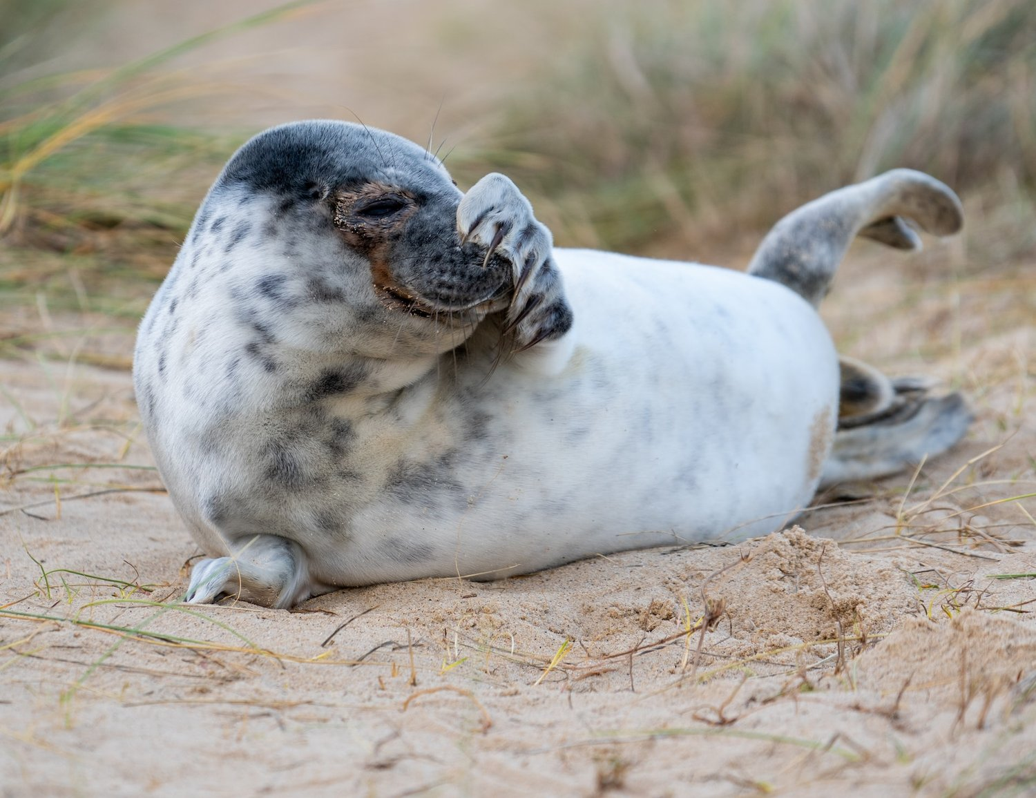 Hunstanton is s must view place for seals in Norfolk. It has a huge number, seen virtually all year