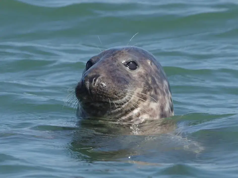 Scroby stands day trips have been a staple of Great Yarmouth for decades. It involves a trip out to sea to a small island. Perfect to see the seals in norfolk