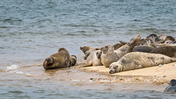 The seals of Blakeney are a must when visiting. The remarkable site of numerous seals brings joy to thousands of visitors a year