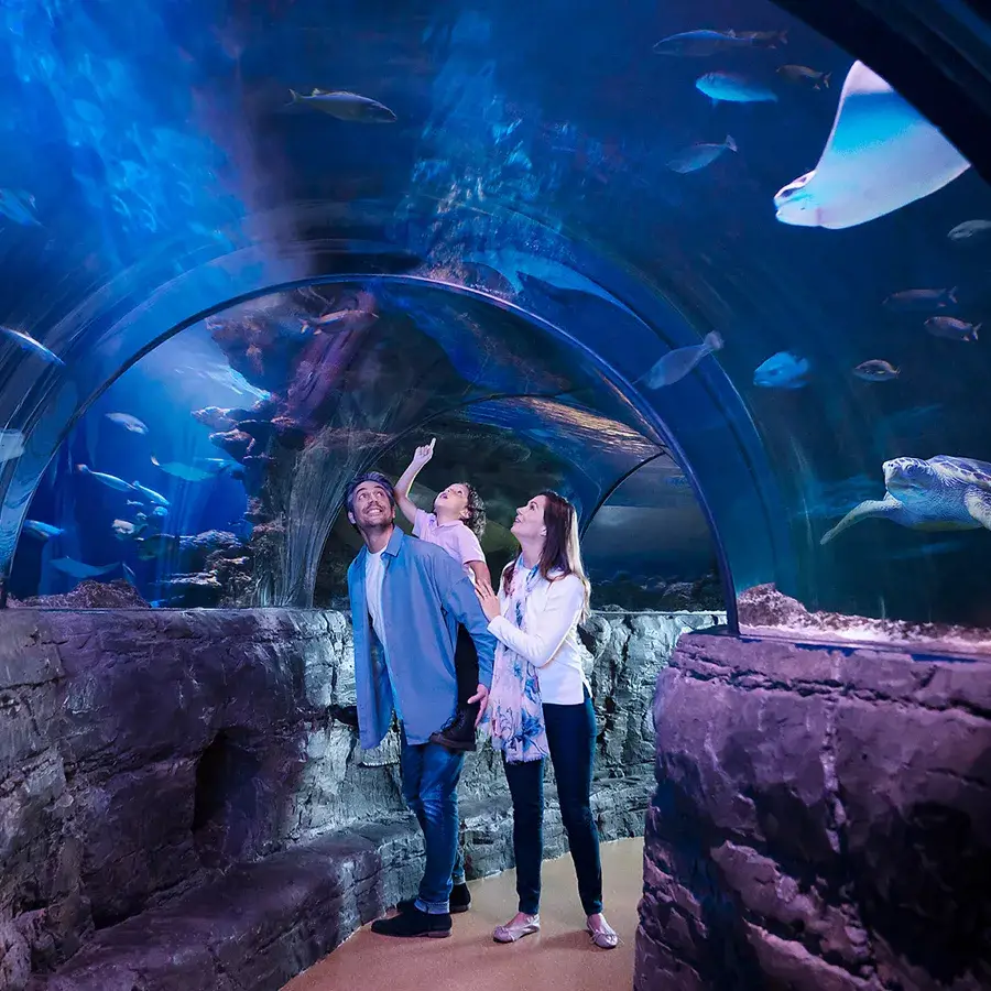 The Sea life Centre in Yarmouth has some amazing sea animals and has a wonderful underwater walk-through. It's home to penguins and a large sea turtle